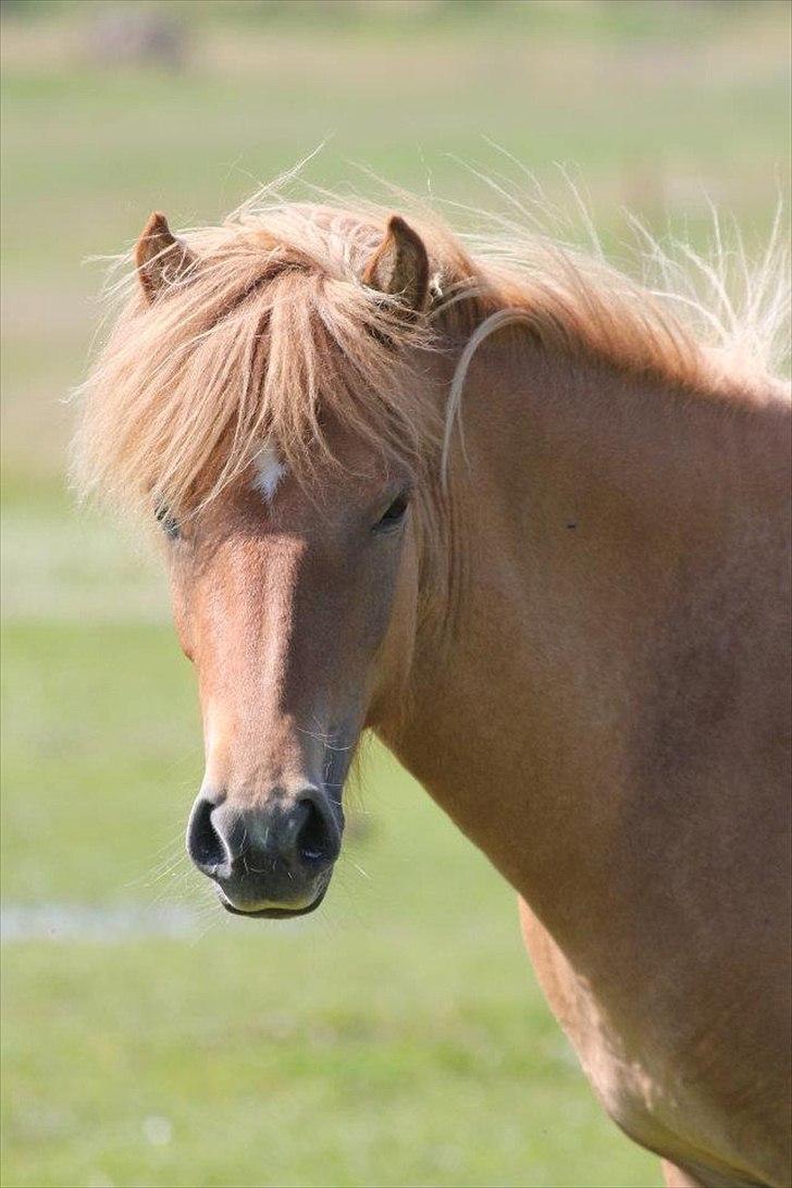 Islænder Audna **PRINSESSEN** - Du er sååå fin lille pigen :) Billede af Natasja :)  billede 10