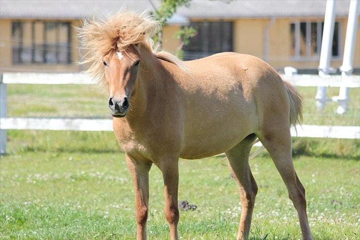 Islænder Audna **PRINSESSEN** - Kæmpe man er godt til at få alle de dumme fluer væk ;) Billede af: Natasja :) billede 11