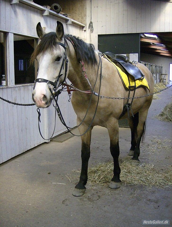 Frederiksborg Kirkebakkens Royal Gold billede 9