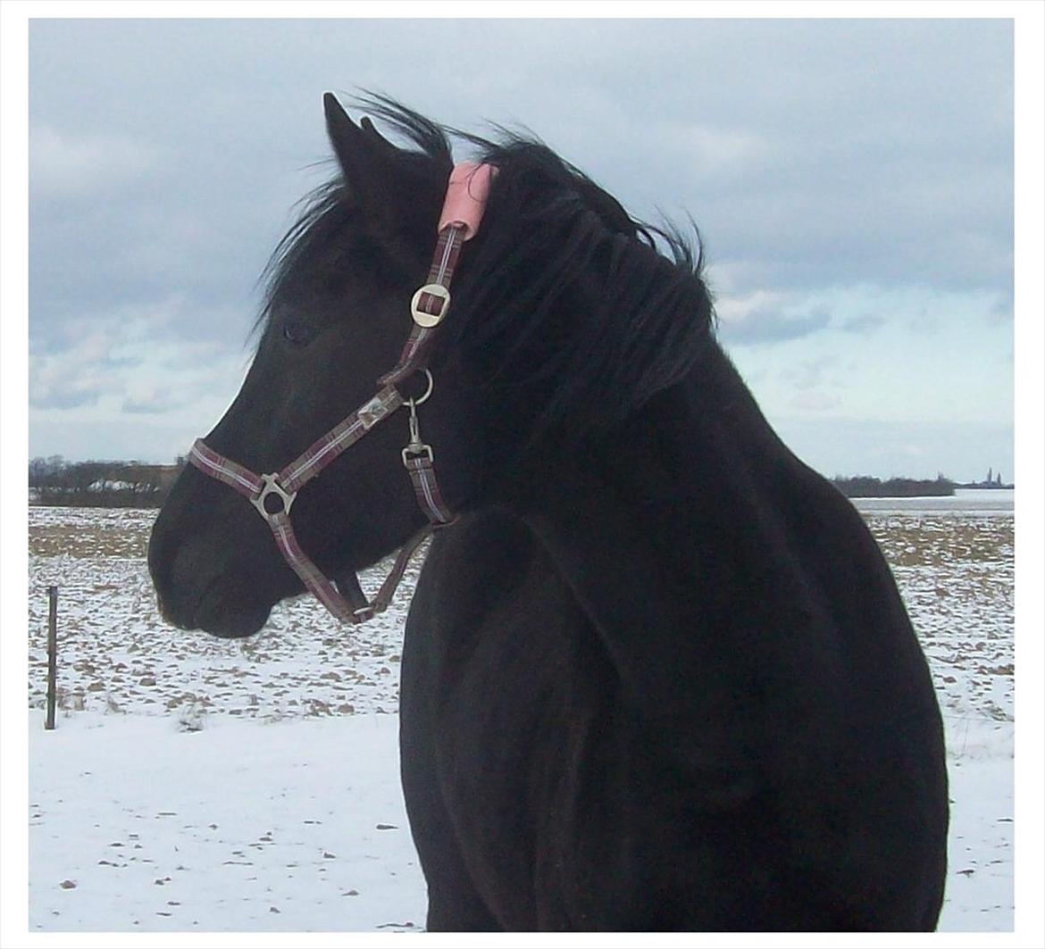 Anden særlig race Briza - Briza feb 12, lidt mere moden og stadig med sit venlige blik. billede 6