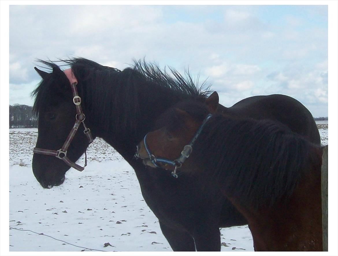 Anden særlig race Briza - Briza og Tango er blevet bedste venner! billede 12