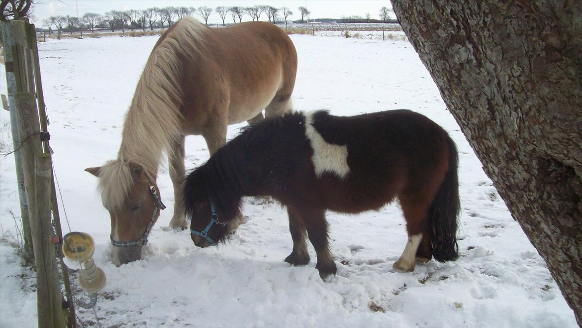 Tyroler Haflinger Nuser. - feb 12,Nuser og Ozzy faste foldvenner hygger sig. billede 18