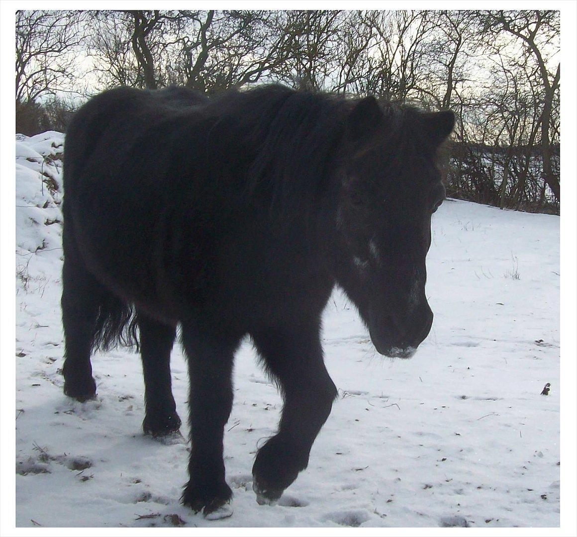 Anden særlig race Buller - Buller feb 12, næsten 23 år og været her hos os i 20 år. billede 14