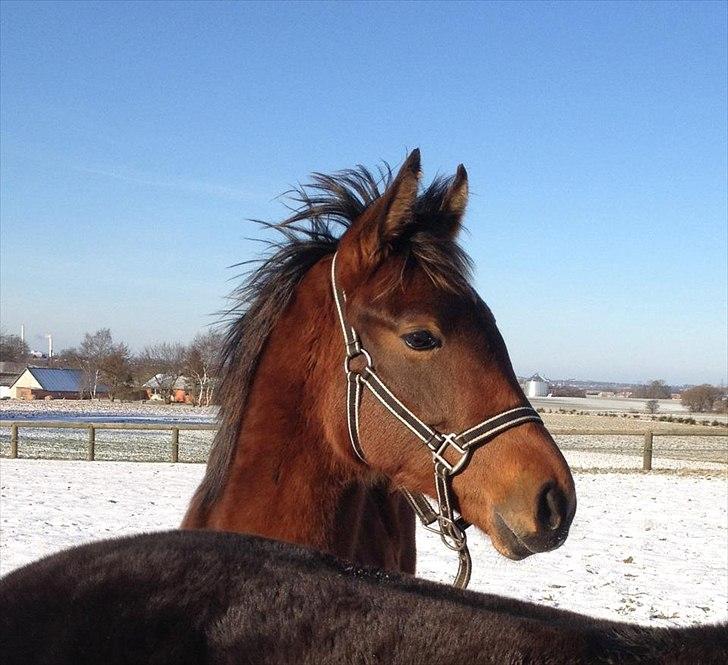 Dansk Varmblod Ringsgaards geni - Min lille smuksak i sin første sne <3 Januar 2012 billede 19