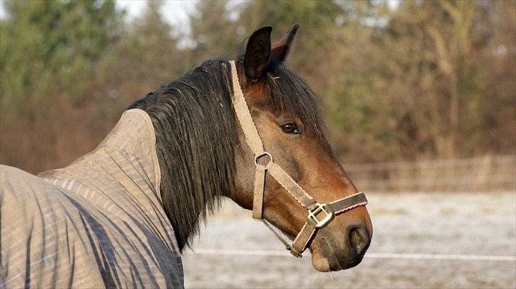 Anden særlig race Flying Maddie - Farvel og tak for kigget! ;-) billede 20