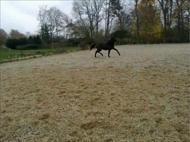 Dansk Varmblod Rosiana-Dea - 1½ år billede 16