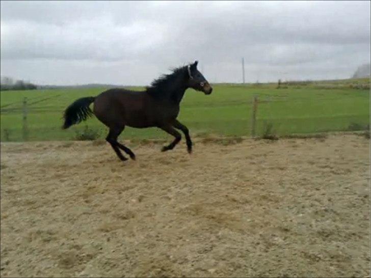 Dansk Varmblod Rosiana-Dea - 1½ år billede 18