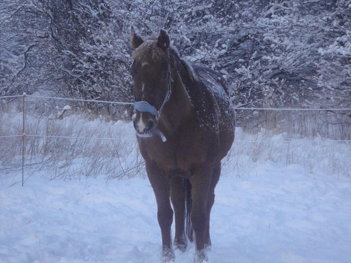 Anden særlig race Zephyr  - Vinter 2012. billede 12