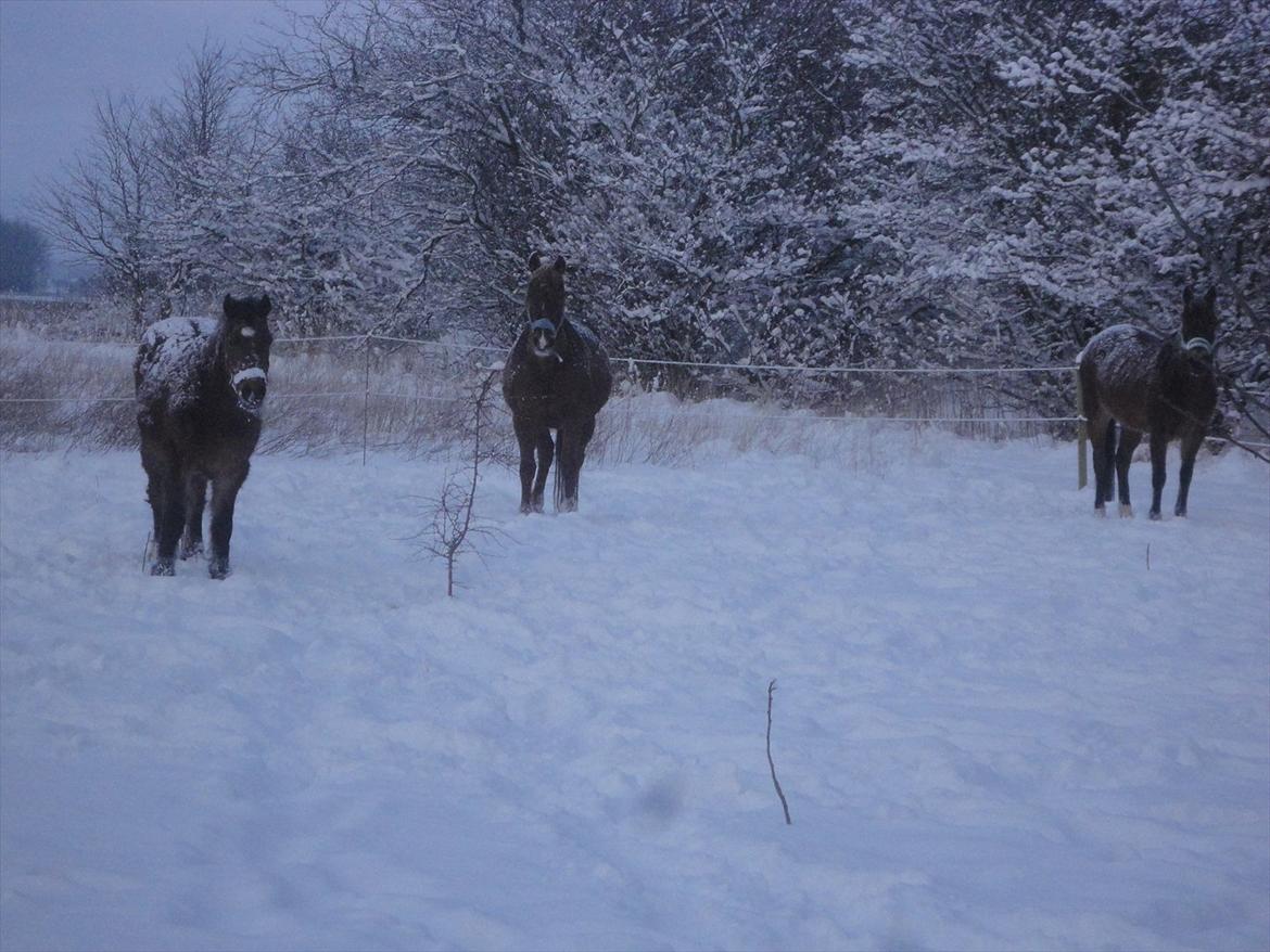 Anden særlig race Dina - Februar, vinter 2012. billede 15