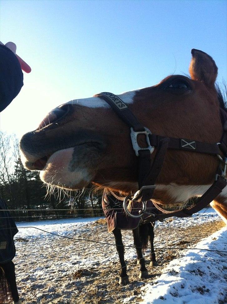 Anden særlig race Casmir - Min elskede pony den smuk vinter dag vi bare hyggede :) <3  billede 15