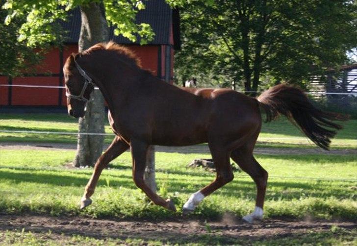 Anden særlig race Bounty billede 9