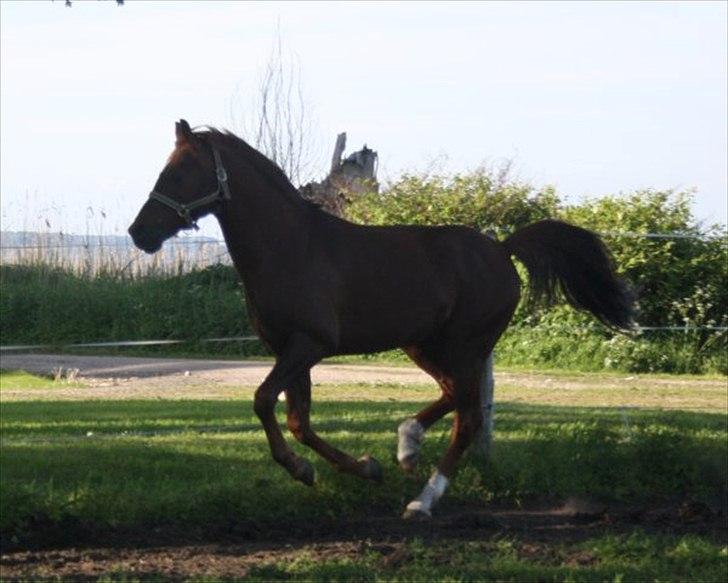 Anden særlig race Bounty billede 5