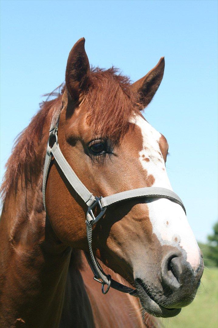 Dansk Varmblod Sartors Tiamo billede 19