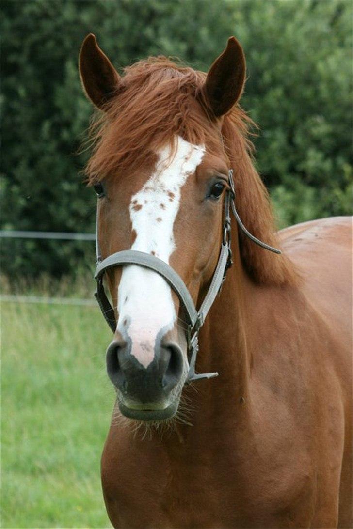 Dansk Varmblod Sartors Tiamo billede 5