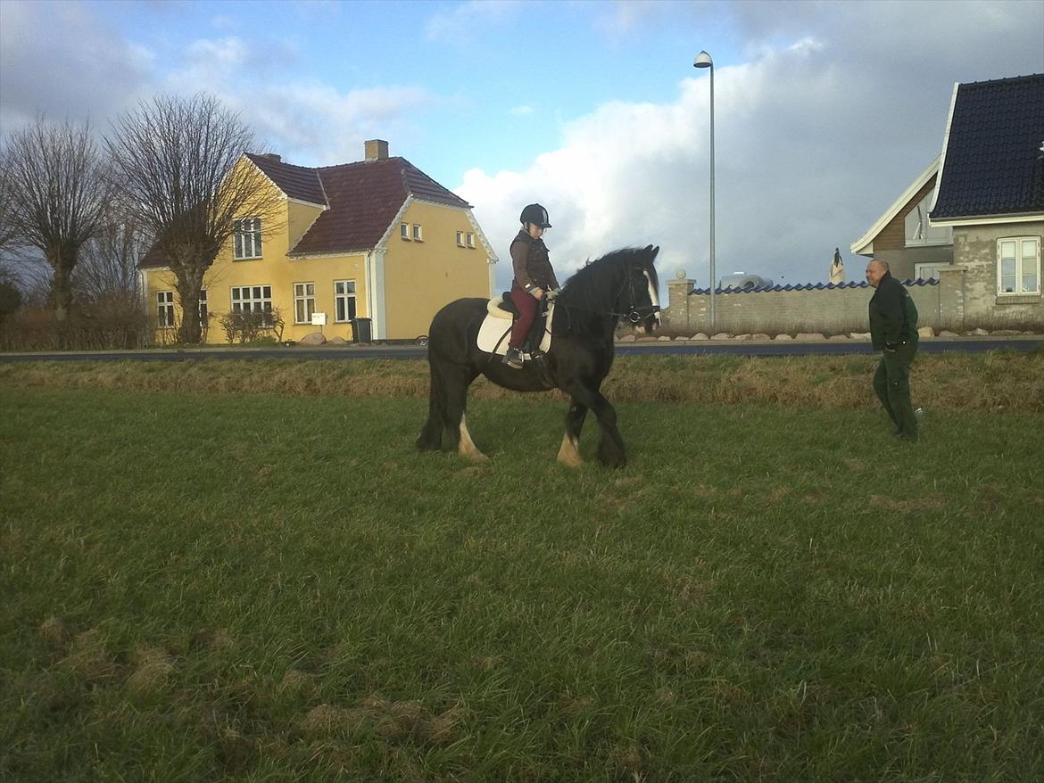 Irish Cob Enyalil (tidl hest) billede 6