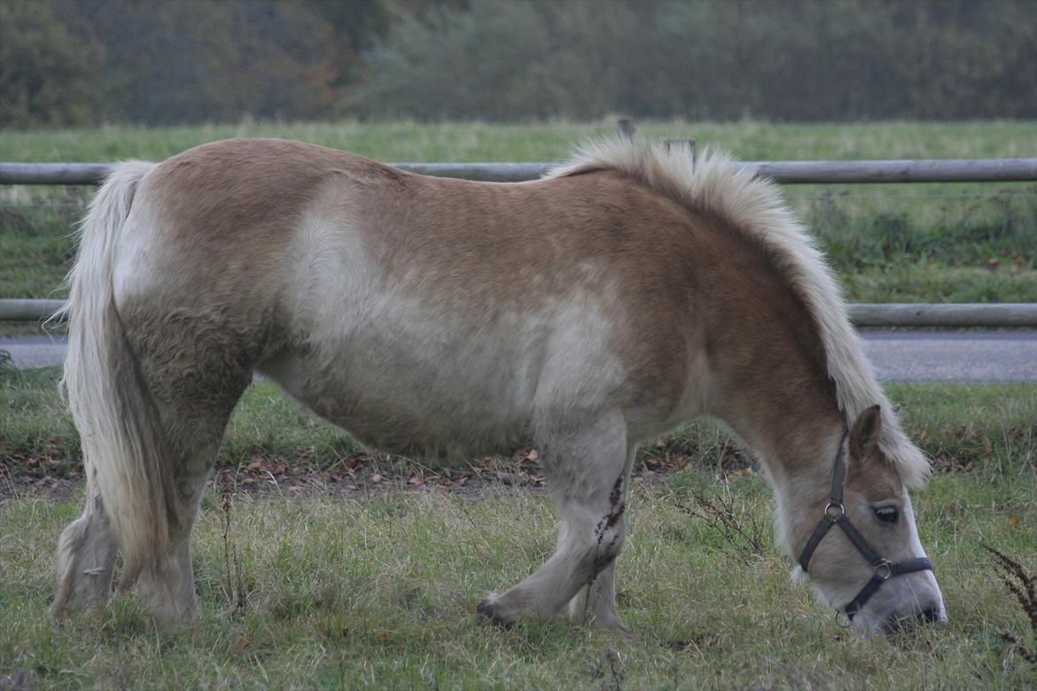 Haflinger Sally *Min Soulmate* R.I.P :'( - "Love is like a war, easy to start, difficult to stop,and never to forget!! " billede 4