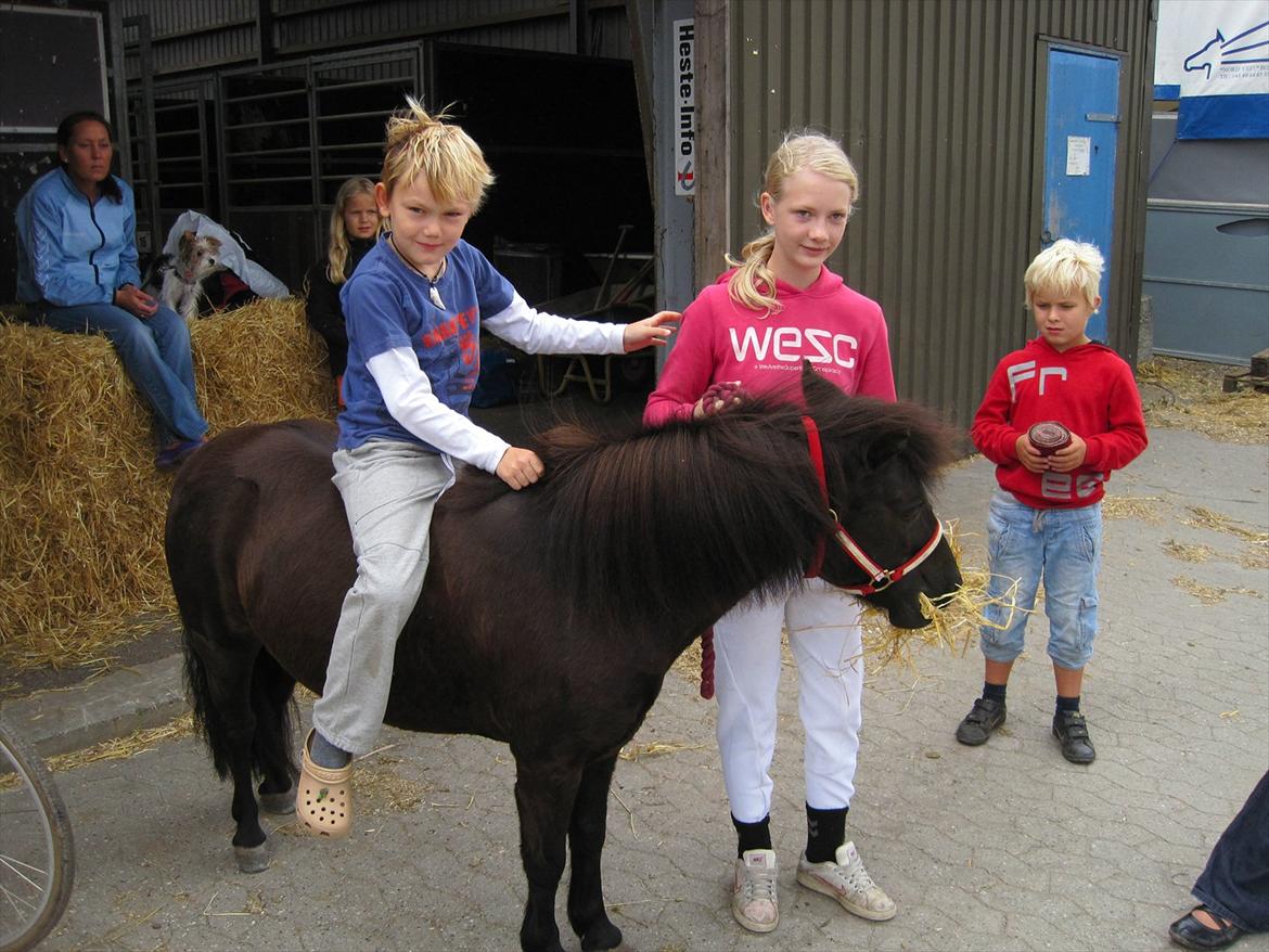 Shetlænder Tulle billede 16