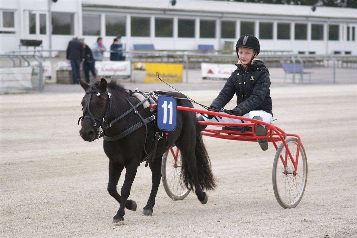 Shetlænder Tulle - Og vi vandt en fin pokal du<3 billede 2