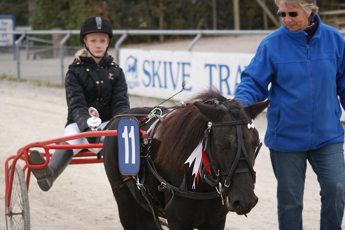 Shetlænder Tulle - Savner dig for sindsygt tulle<3! billede 17