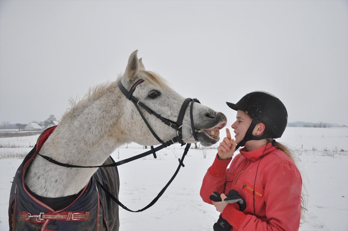 Arabisk fuldblod (OX) Bahia Blanca - „Too young to die too old to cry too much in love to say goodbye.“ billede 4