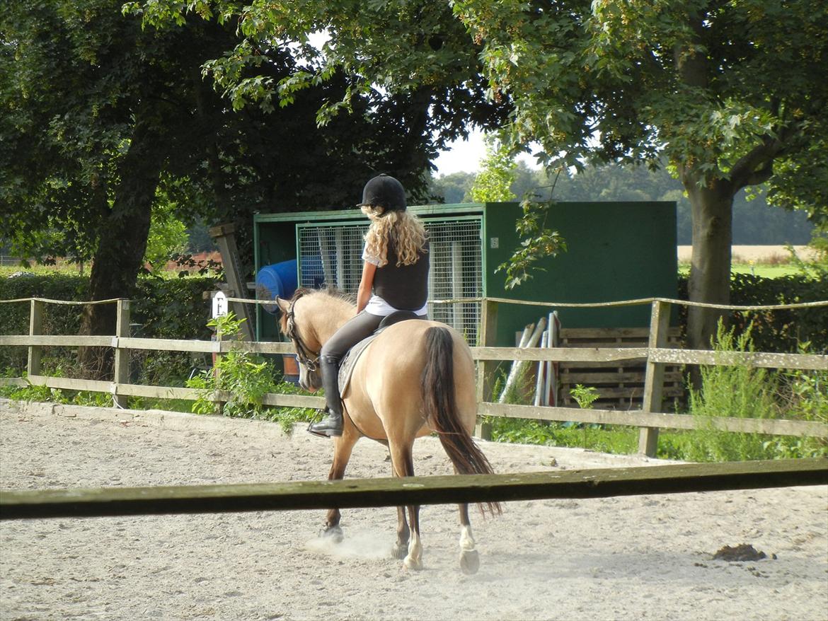 Welsh Partbred (Sec F) TIVALL <3 - Dressurtræning, med mig. 2011 billede 7