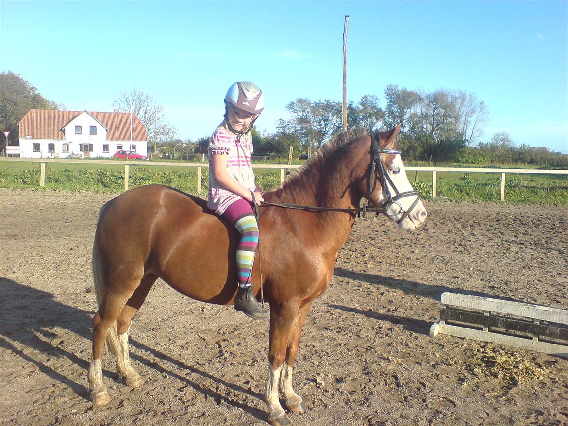 Welsh Pony (sec B) Spetter billede 14