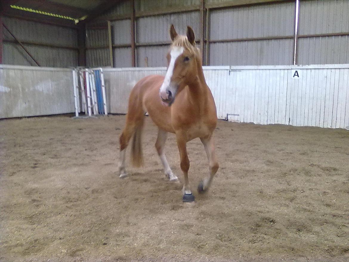 Frederiksborg Romeo billede 10