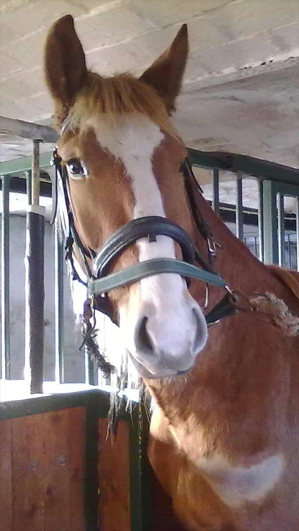 Frederiksborg Romeo billede 11