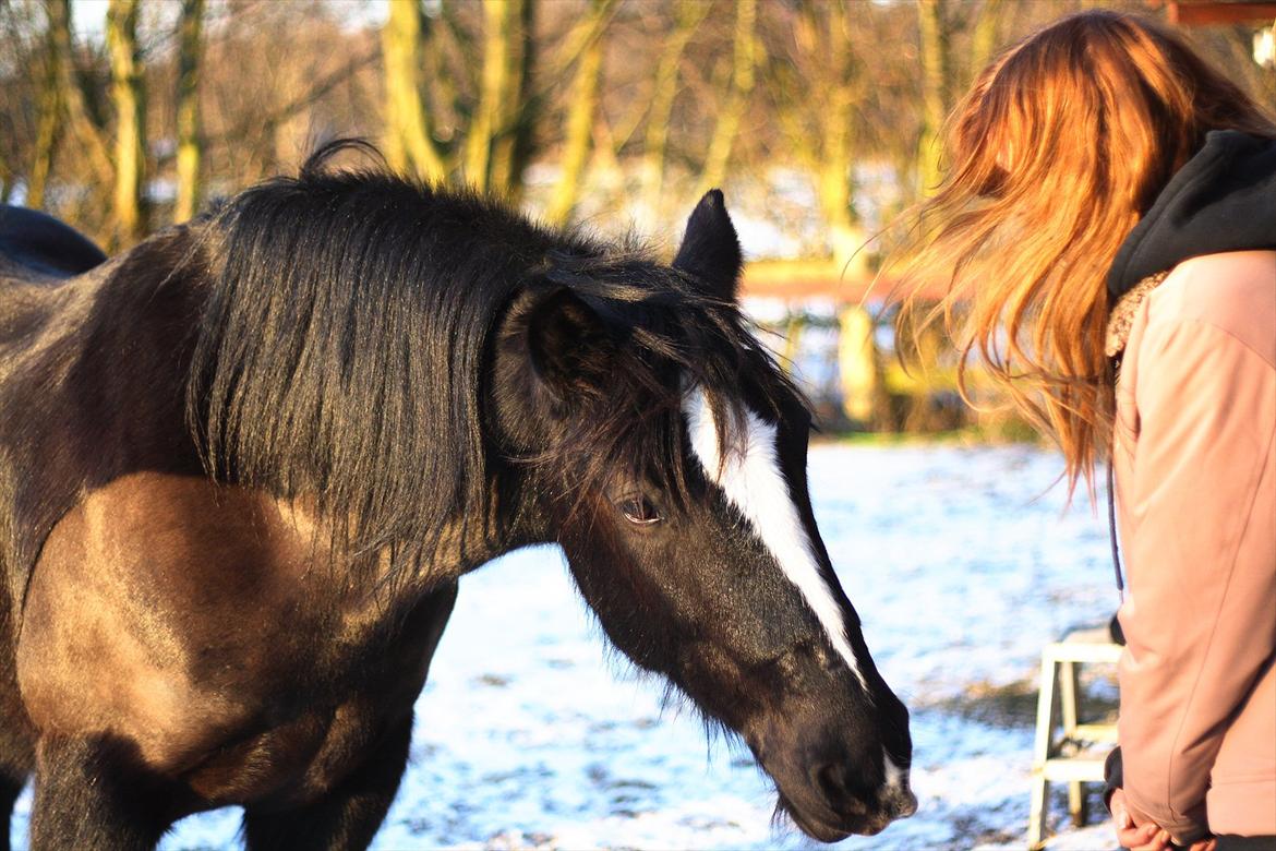 Irish Cob Sir Tonga - Trick: Ryste med hoved :D billede 13