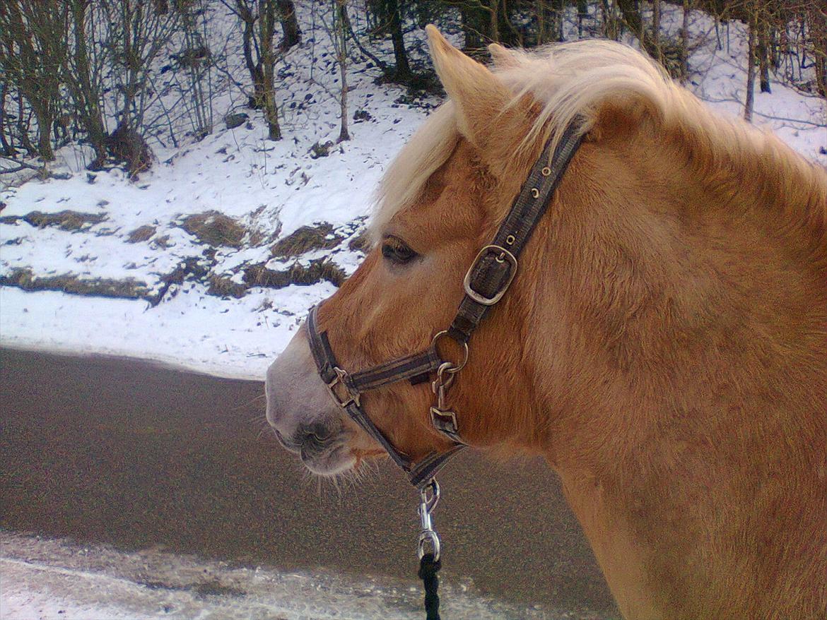 Anden særlig race Safran - Vinteren 2012. 
Man kan skam godt se han har en kraftig hals!! <3 :* billede 9