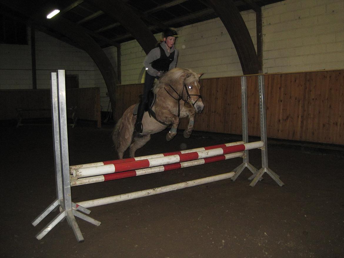 Anden særlig race Safran - Springundervisning på Jumping.dk <3 billede 10