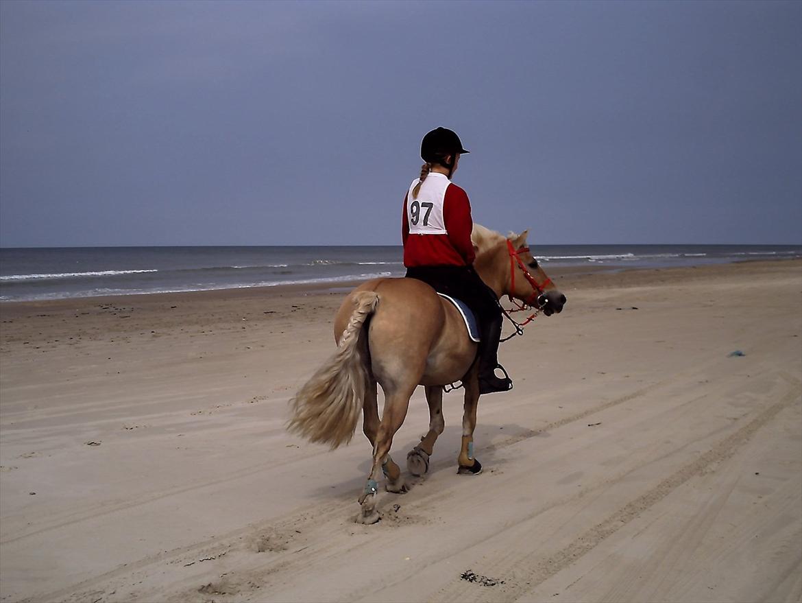 Anden særlig race Safran - Vesterhavsridtet :D <3 billede 11
