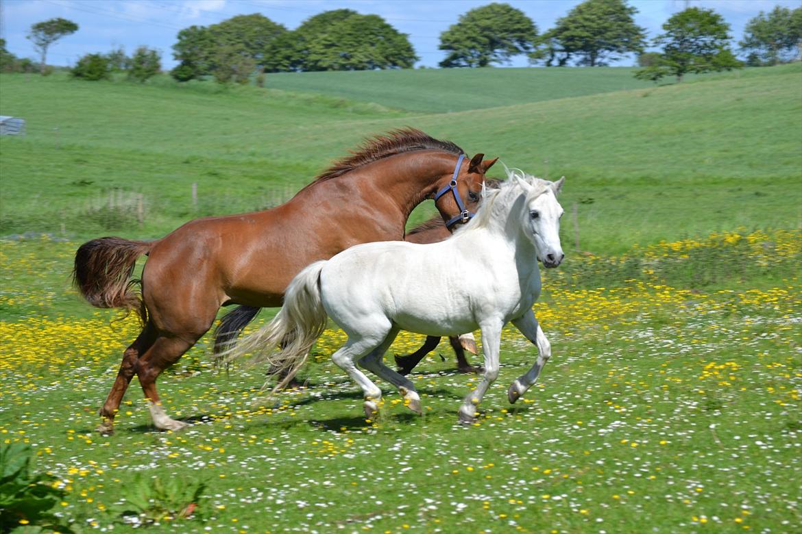 Dartmoor Fie l Min Fi's :-* - Nyt : Velkommen til Fisens profil *-: Dette billede er faktisk i Equipage :-* billede 1