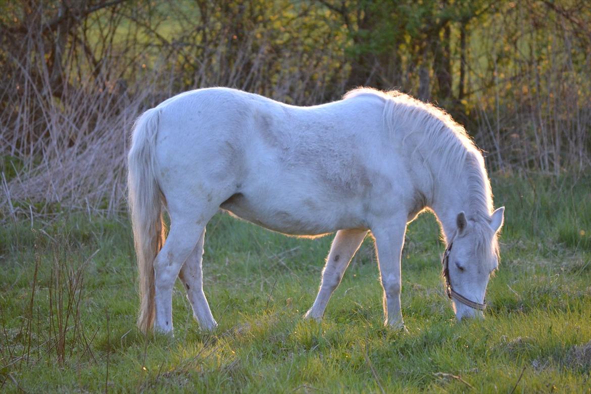 Dartmoor Fie l Min Fi's :-* - Nyt *-; billede 13