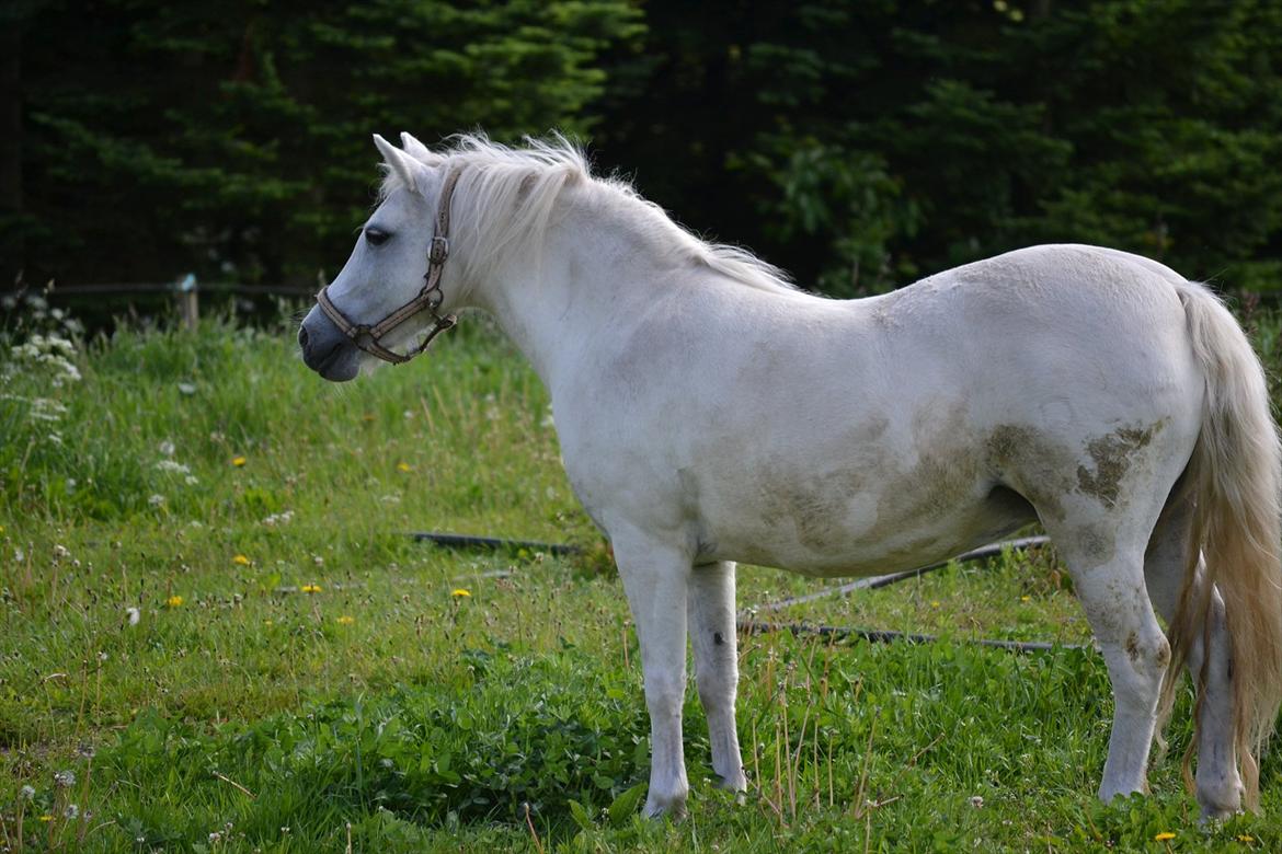 Dartmoor Fie l Min Fi's :-* billede 14