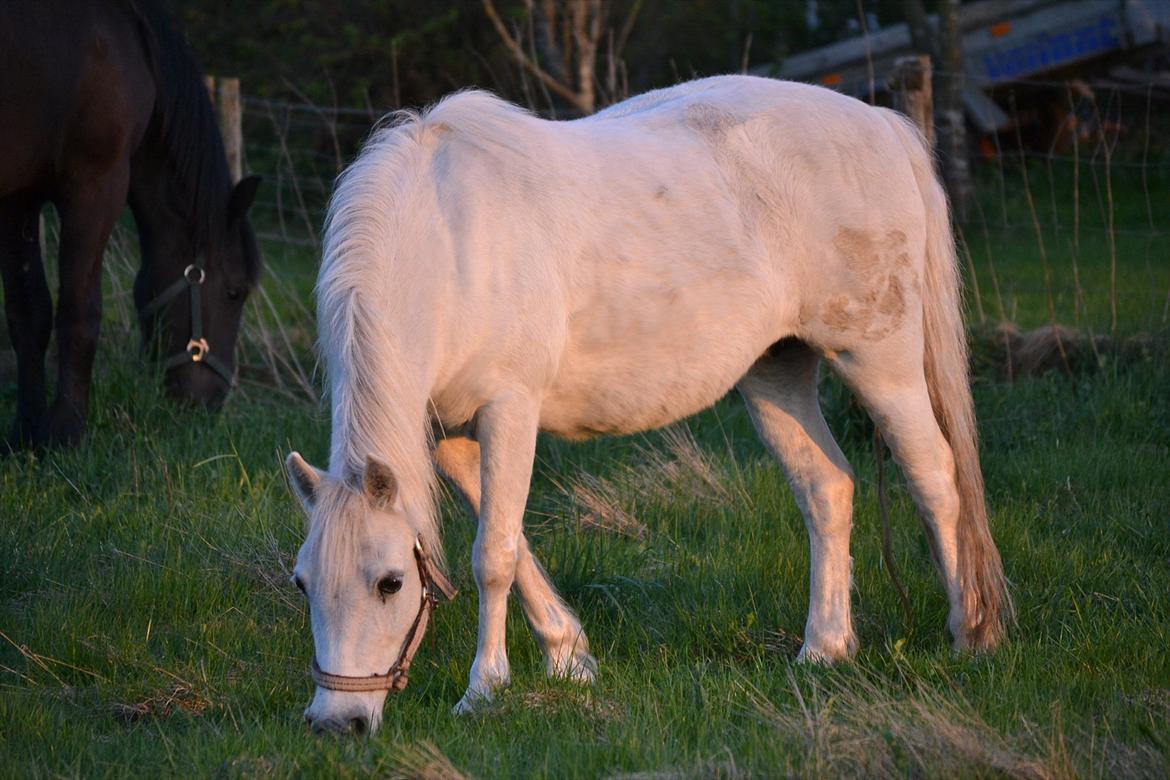 Dartmoor Fie l Min Fi's :-* billede 15