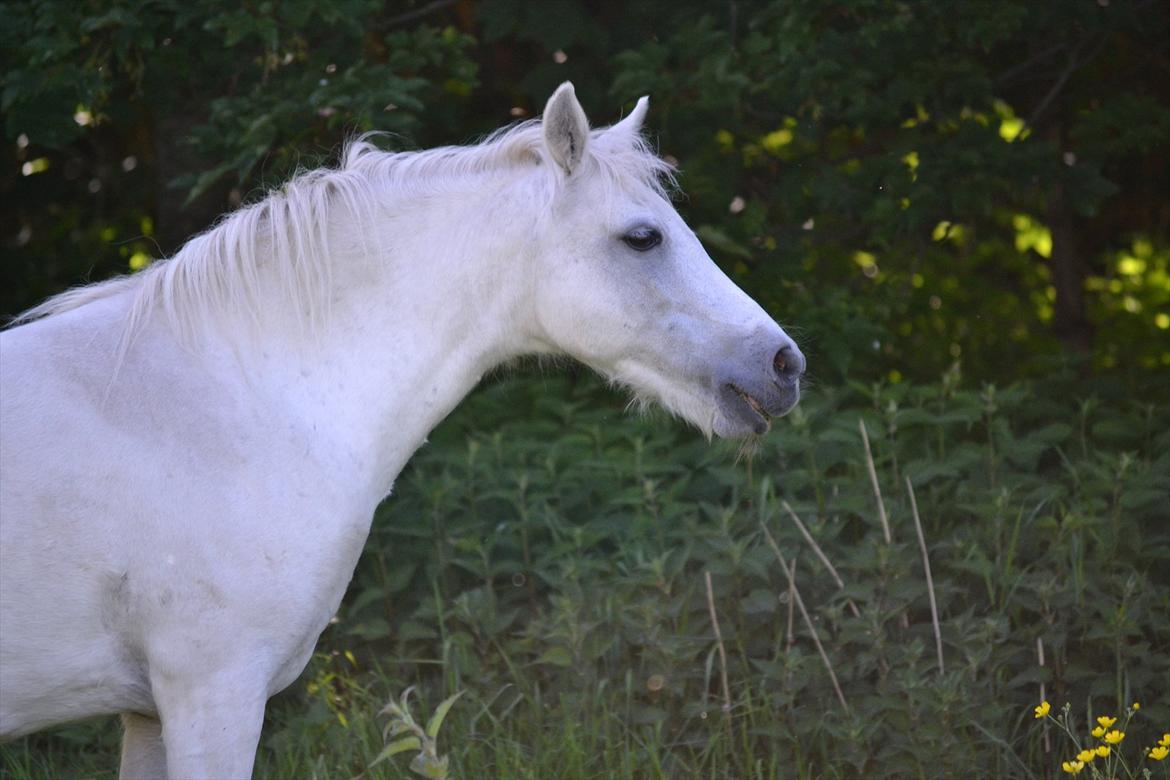 Dartmoor Fie l Min Fi's :-* billede 16