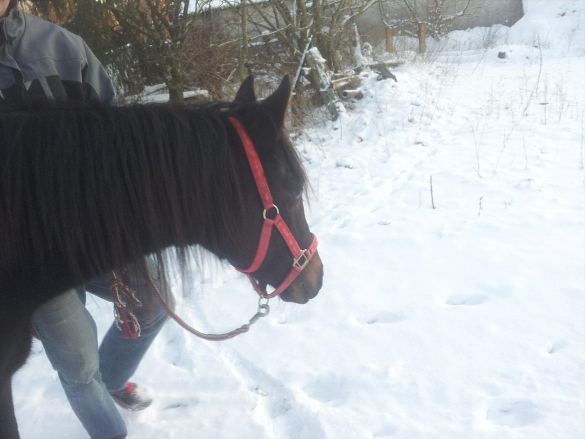 Anden særlig race Annabell billede 5