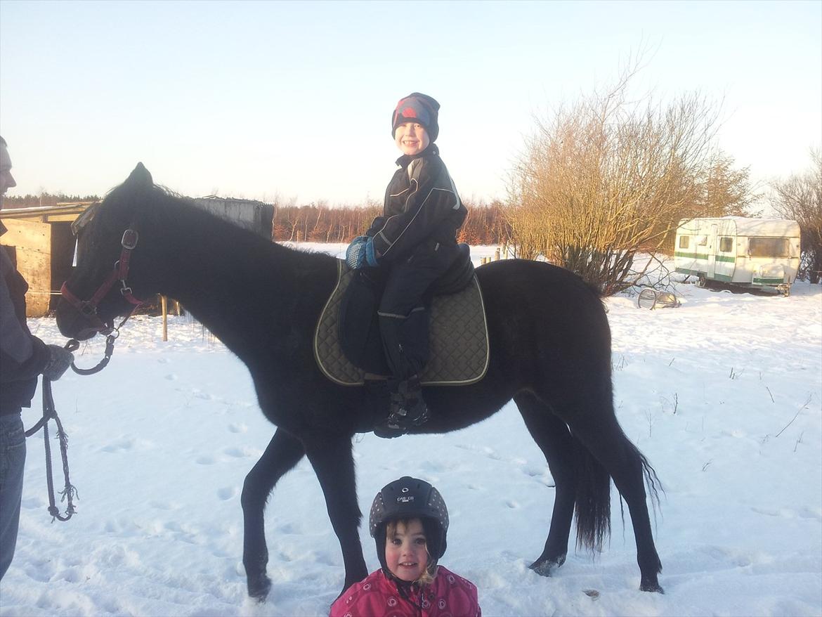 Anden særlig race Annabell - Annabell prøvede at få saddel på og Tobias fik en tur :D billede 3