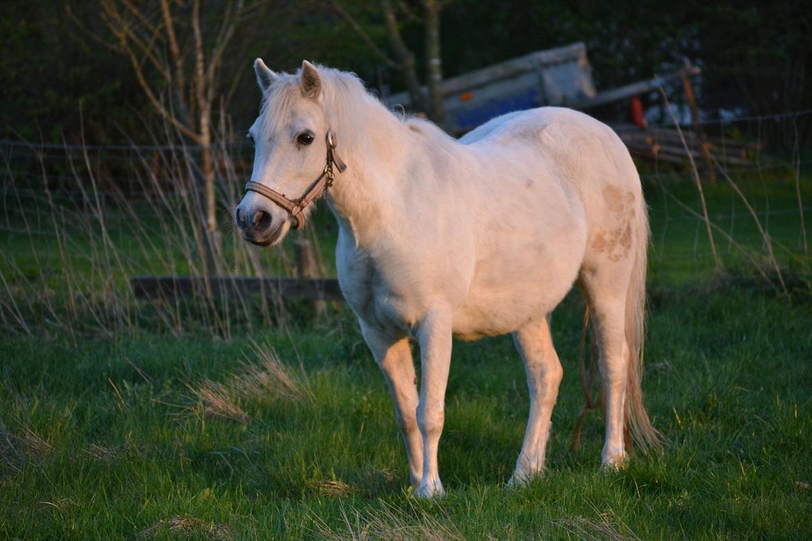 Dartmoor Fie l Min Fi's :-* billede 17