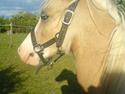 Welsh Pony (sec B) Tatoo † Død †