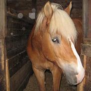 Haflinger Nopsa Jojo