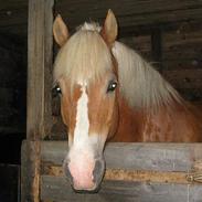 Haflinger Nopsa Jojo