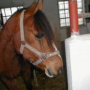 Anden særlig race Sweet Rikke