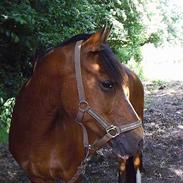 Anden særlig race Sweet Rikke