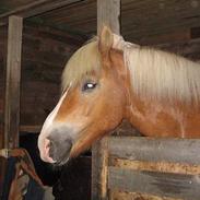 Haflinger Nopsa Jojo