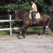 Hollandsk Varmblod Uniek D