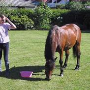 Anden særlig race Pepsi <3 ¤ solgt-R.I.P ¤