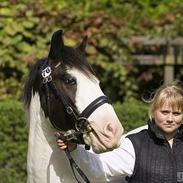 Irish Cob Lucky Luke