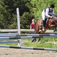 DSP Bæklunds Malacca   Solgt